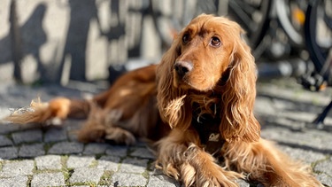 Oskar | Bild: BR Fernsehen