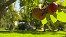 Äpfel am Baum | Bild: Bayerischer Rundfunk