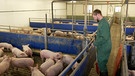 Schweinestall | Bild: Bayerischer Rundfunk 2024