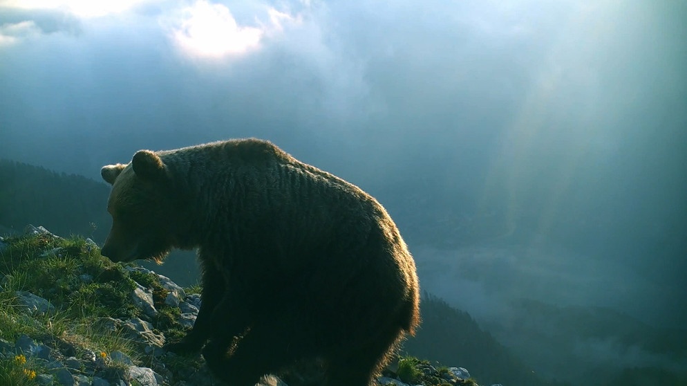 Bär (Filmausschnitt) | Bild: Bayerischer Rundfunk 2024