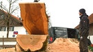 Holzscheibe eines großen Baums | Bild: Bayerischer Rundfunk 2023