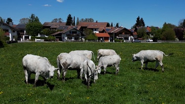 Chianina-Rinder auf der Weide | Bild: Bayerischer Rundfunk 2024