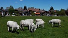 Chianina-Rinder auf der Weide | Bild: Bayerischer Rundfunk 2024