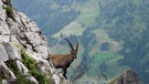 Steinbock | Bild: Bayerischer Rundfunk 2023