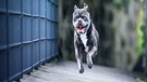 Hundefoto | Bild: Bayerischer Rundfunk 2023