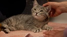 Rettung in letzter Minute: Katzenbaby sollte im Müll sterben | Bild: Bayerischer Rundfunk 2024