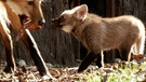 Mähnenwolfnachwuchs | Bild: Bayerischer Rundfunk 2024