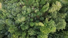 Wald | Bild: Bayerischer Rundfunk 2024