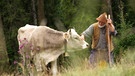 Älpler Hubert Brunner bei der Arbeit | Bild: Bayerischer Rundfunk 2023