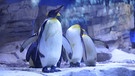 Pinguine | Bild: Bayerischer Rundfunk 2024