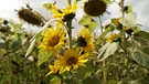 Sonnenblumen | Bild: Bayerischer Rundfunk 2024