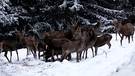 Aufgeschreckt: Wildtiere brauchen im Winter Ruhe | Bild: Bayerischer Rundfunk 2024
