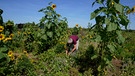 Person bearbeitet kleinen Acker | Bild: Bayerischer Rundfunk 2023