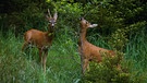 Wildverbiss in Wälder | Bild: Bayerischer Rundfunk 2024