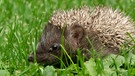 Igel zu Artenschutz | Bild: Bayerischer Rundfunk 2024