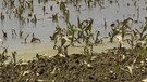 Landwirtschaft vom Hochwasser getroffen | Bild: Bayerischer Rundfunk 2024