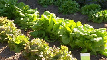 Alte Salatsorten im Museumsgarten des Bauernmuseums Bamberger Land | Bild: Bayerischer Rundfunk