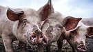 Glückliches Schwein aus dem Chiemgau | Bild: picture alliance/KEYSTONE | MELANIE DUCHENE