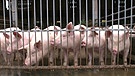 Sorge wegen wegen der Afrikanischen Schweinepest | Bild: Bayerischer Rundfunk