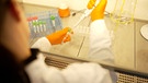 Vogelgrippe-Virus: Sorge um weitere Ausbreitung | Bild: Bayerischer Rundfunk 2024