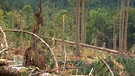 Klimakrise: Wald verliert an Schutzfunktion | Bild: Bayerischer Rundfunk 2024