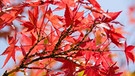 Japanischer Ahorn mit roten Blättern. | Bild: colourbox.com