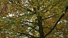 Zweige eines Ahornbaums. | Bild: picture-alliance/dpa