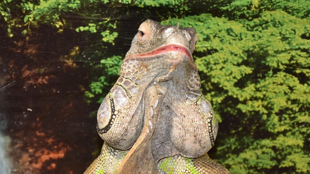 Leguan | Gizmo trägt als Leguan-Männchen die typischen Backensäcke. Sie bestehen aus Fett und Muskelgewebe. Weibchen fehlen diese Wülste. | Bild: BR | Text und Bild Medienproduktion GmbH & Co.KG