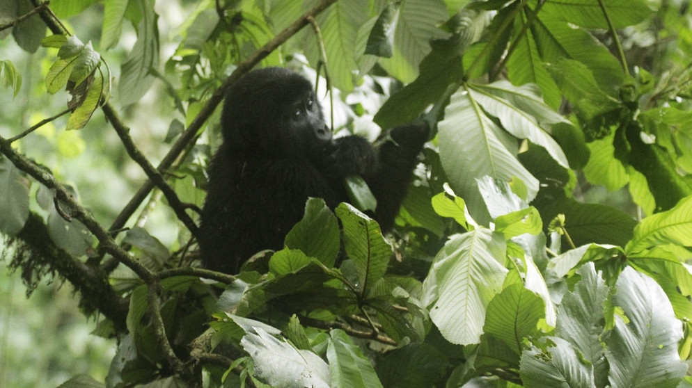 Gorilla Sanftmutiger Menschenaffe Aus Dem Urwald Br Kinder Eure Startseite