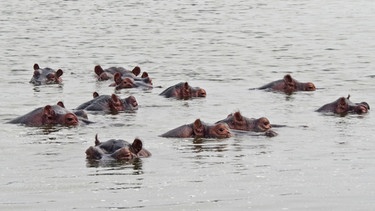 Ein Fluss voller Flusspferde | Nilpferdgruppen bestehen aus einem älteren Bullen und mehreren Weibchen mit ihren Jungtieren. Jüngere Männchen halten sich abseits. | Bild: BR | Text und Bild Medienproduktion GmbH & Co. KG