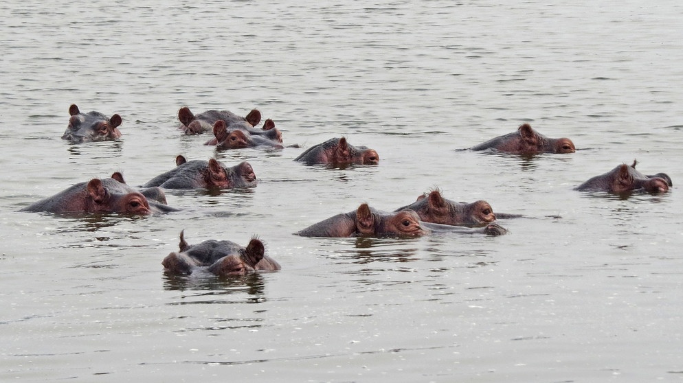 Anna Und Die Wilden Tiere Ein Fluss Voller Flusspferde Anna Paula Pia Und Die Wilden Tiere Wilde Natur Schauen Br Kinder Eure Startseite