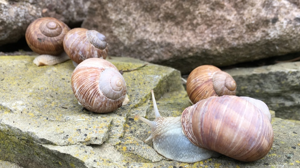 Schneckenkönig gesucht! | Das Schneckengehäuse besteht aus Kalk. Schnecken werden bereits mit Haus geboren und bauen es dann im Laufe der Jahre aus. Dabei entstehen die Streifen.
| Bild: BR | Text und Bild Medienproduktion GmbH & Co. KG