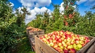 Äpfel in einer großen Kiste bei der Ernte. | Bild: stock.adobe.com/powell83