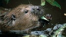 Wo Biber Dämme bauen und aktiv ihren Lebensraum gestalten, kehren Wasser und die Dynamik wieder in unsere Landschaft zurück. Er gestaltet um und schafft dabei neue Strukturen. Biotope wie Großseggenriede entstehen, in die bald Vögel wie die Wasserralle einwandern. Zahllose gebänderte Prachtlibellen tanzen entlang des Biberbachs und sind gleichzeitig wichtige Nahrung für Zwergtaucher und Barbe. | Bild: BR/Markus Schmidbauer