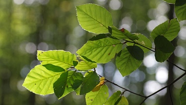 Grüne Buchenblätter. | Bild: colourbox.com