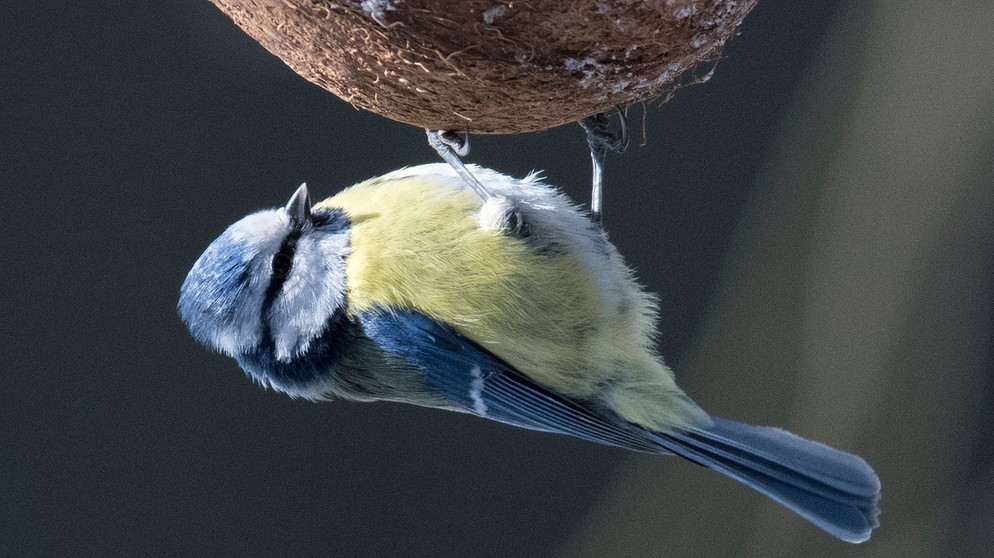 Blaumeise  | Bild: picture-alliance/dpa