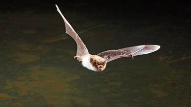  Wasserfledermaus | Bild: dpa-Bildfunk