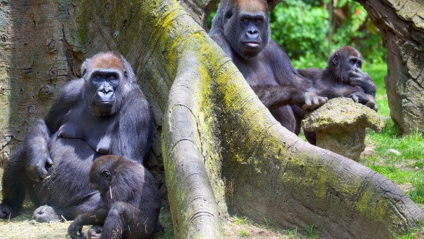 Gorilla Sanftmutiger Menschenaffe Aus Dem Urwald Br Kinder Eure Startseite