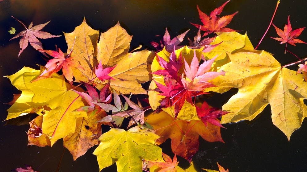 Blätter: Warum werden die Blätter im Herbst bunt?
