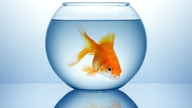 Ein Fisch in einem Goldfischglas | Bild: colourbox.com