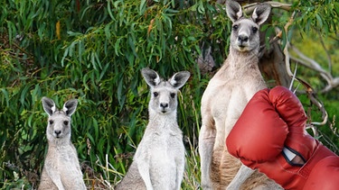 Drei Kängurus und ein Boxhandschuh (Symbolbild für die Lachlabor-Folge zur Frage: Wer gewinnt einen Boxkampf zwischen einem Känguru und einem Boxer?) | Bild: colourbox.com /  Montage: BR