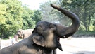 Ein Elefant spritzt sich mit seinem Rüssel Wasser über den Kopf. | Bild: colourbox.com