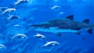 Ein Hai nähert sich einem Schwarm Fische | Bild: colourbox.com