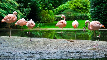 Flamingos stehen auf einem Bein. | Bild: colourbox.com