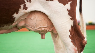 Das Euter einer Kuh in Großaufnahme | Bild: colourbox.com