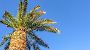 Eine Palme von unten gegen den blauen Himmel fotografiert. | Bild: colourbox.com