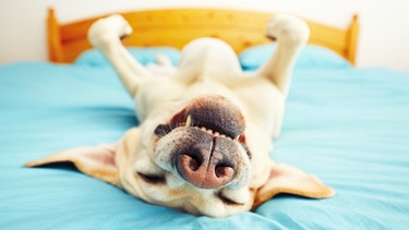 Ein Hund liegt rücklings auf einem Bett und schläft. | Bild: colourbox.com