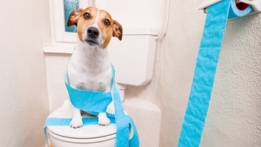 Ein Hund hockt auf einer Toilettenschüssel und ist mit blauem Klopapier umwickelt. | Bild: colourbox.com