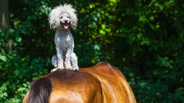 Ein Pudel (Hund) sitzt auf dem Rücken eines Pferdes | Bild: colourbox.com