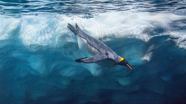 Ein Pinguin taucht unter Wasser unter einer Eisscholle im eisblauen Wasser. | Bild: colourbox.com